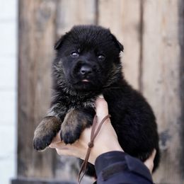 Root Beer - Bi-color male German Shepherd puppy in Dacula, Georgia from FuryHaus German Shepherds