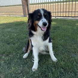 Sola - Australian Shepherd