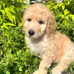 Honey - Apricot female Goldendoodle puppy in Hattiesburg, Mississippi from Monicah's Goldendoodles