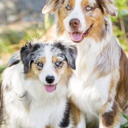 Miniature American Shepherd and Miniature Australian Shepherd All Grown Up from Karen Ross's Miniature American Shepherds
