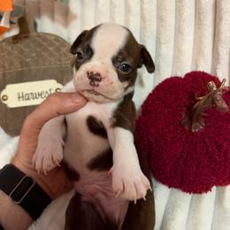 Murphy - Red male Boston Terrier puppy in Tampa, Florida from Bayshore Boston Terrier’s