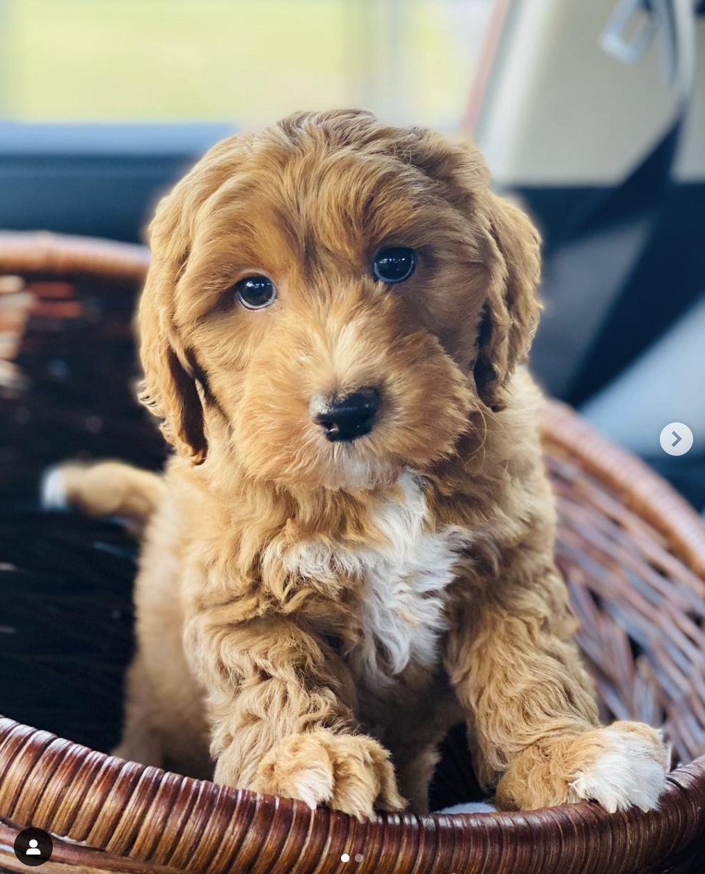 Acres Labradoodles in Maryland Australian Labradoodle puppies