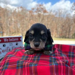 Blitzen - Black and cream male Dachshund puppy in Marshfield, Missouri from Hilltop Kennel LLC