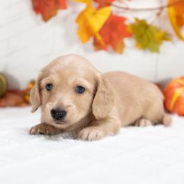 Archie - Cream male Dachshund puppy in Lagrange, Indiana from Royal Paws