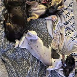 Dachshund Puppies from Circle C Farm