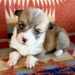 Petunia - Sable female Pembroke Welsh Corgi puppy in Okeechobee, Florida from HotShot Kennels