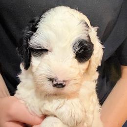 Brown collar - Samwise - Cream male Goldendoodle puppy in Mc Cook, Nebraska from Powers Doodles