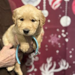 Raven - Golden female Golden Retriever puppy in Great Falls, Montana from VS Golden Fields