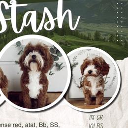 Stash - Goldendoodle