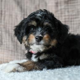 Paisley - Tri-color female Bernedoodle puppy in Ogden, Utah from Stanger Farms