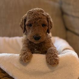 Penny - Apricot female Goldendoodle puppy in Fayetteville, Arkansas from Mountain Grove Doodles