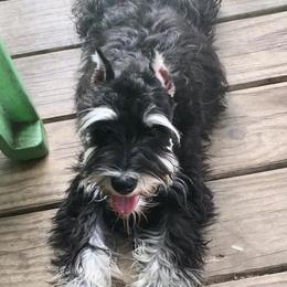 Miniature Schnauzers from Double S