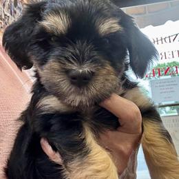 Black, White and Tan - Black and tan male Havanese puppy in Walpole, Massachusetts from Golden Glen Havanese