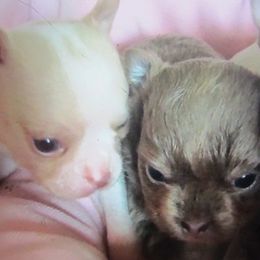 Chihuahuas from Deer Run Farm Puppies