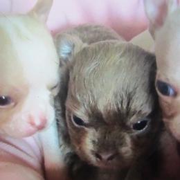 Chihuahuas from Deer Run Farm Puppies