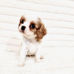 Clemson - Blenheim male Cavalier King Charles Spaniel puppy in Wilburton, Oklahoma from My Kids Kennel