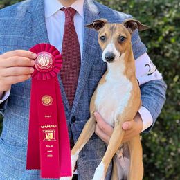 Grizzly - Italian Greyhound