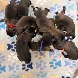 Blue Collar - Mahogany male Belgian Malinois puppy in Trenton, Georgia from Laeknir K9
