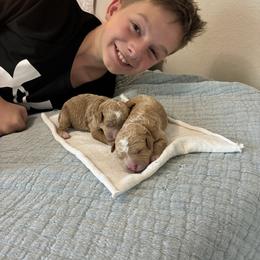 Cavapoo Puppies from Lucy Lou’s Cavapoos