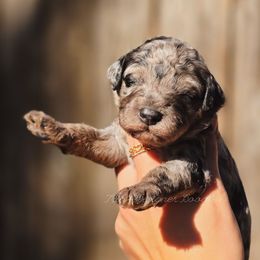 Silver Dawn - Blue merle female Aussiedoodle puppy in Centreville, Mississippi from Trin's Designer Doodles