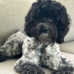 Birdie - Australian Labradoodle