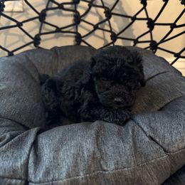 Tessa - Black female Labradoodle puppy in Blythwood, South Carolina from Exotic and Designer Doodles