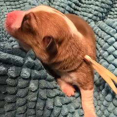 Girl 1 - female Pembroke Welsh Corgi puppy in Palm Bay, Florida from Space Coast Corgi