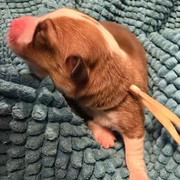 Girl 1 - female Pembroke Welsh Corgi puppy in Palm Bay, Florida from Space Coast Corgi