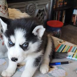 Siberian Huskies from Williams' Siberian Huskies