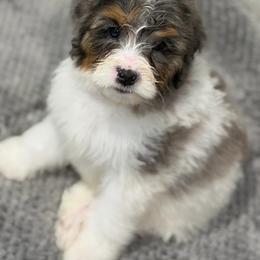 Coral - Parti Merle - Merle female Bernedoodle puppy in Bowling Green, Ohio from Windy Creek Doodles