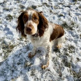 Penny - English Springer Spaniel