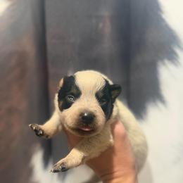 Wombat - Blue speckled male Australian Cattle Dog puppy in Rosharon, Texas from 4Surge Cattle Dogs