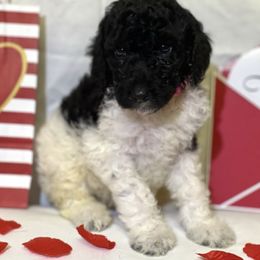 Poodles from Lil French Farm