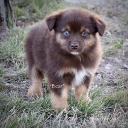 Bear - Red tri male Miniature Australian Shepherd puppy in Evant, Texas from Lazy VT Bar Ranch