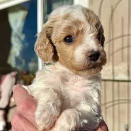 Rabbit - yellow collar - Parti male Poodle puppy in Peyton, Colorado from Fuzzybottoms Ranch LLC