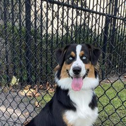 Australian Shepherd All Grown Up from Raven Creek Farms
