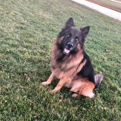 Epic - German Shepherd