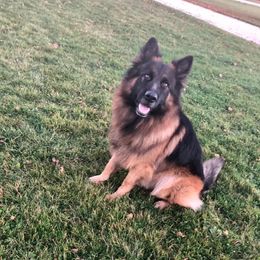 Epic - German Shepherd