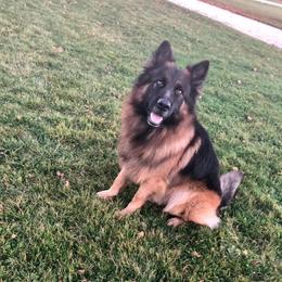 Epic - German Shepherd