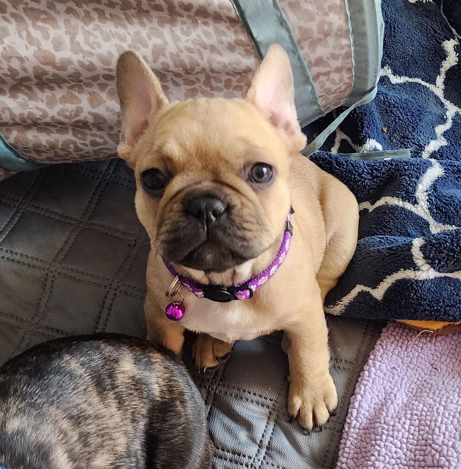 French Bulldog Puppies from Danielle's Frenchies