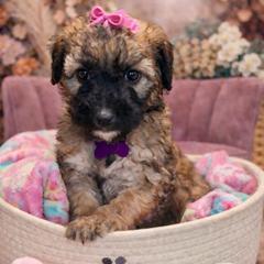 Millie - Wheaten female Whoodle puppy in Knoxville, Tennessee from Fleury Farm Doodles TN