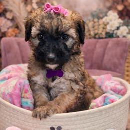 Millie - Wheaten female Whoodle puppy in Knoxville, Tennessee from Fleury Farm Doodles TN