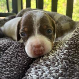 Dolly Parton - Piebald female Dachshund puppy in Dobson, North Carolina from Oakleys Dachshund Haven