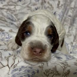 Brownie - Liver white and tan female English Springer Spaniel puppy in Coeur D'alene, Idaho from Springer Hollow