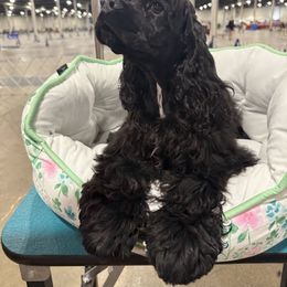 Cocker Spaniel Puppies from Kismet Cocker Spaniels