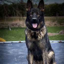 Alita - German Shepherd