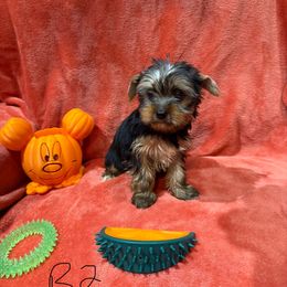 B2 - Black and tan male Yorkshire Terrier puppy in Madera, California from Rosann's Yorkshire Terriers