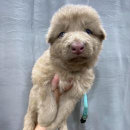 Boy 5 - Isabella male German Shepherd puppy in Pelham, North Carolina from P & P Shepherds