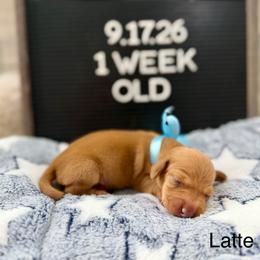 Latte - Red male Dachshund puppy in Goodyear, Arizona from AZ Low Life Doxies