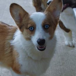 American Corgis and Pembroke Welsh Corgis from Wildlings & Wild Things Homestead